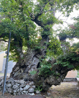 Foto Castagno del Muretto a secco